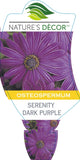 Osteospermum Serenity Dark Purple