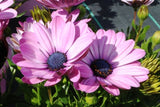 Osteospermum Serenity Pink