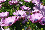 Osteospermum Serenity Pink