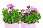 Osteospermum Serenity Pink