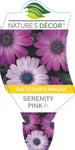 Osteospermum Serenity Pink