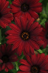 Osteospermum Serenity Red