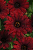 Osteospermum Serenity Red