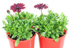 Osteospermum Serenity Red