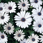 Osteospermum Serenity White