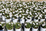 Osteospermum Serenity White