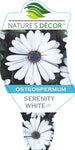 Osteospermum Serenity White