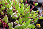 Othonna capensis (Ruby Necklace)