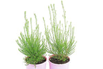 Ozothamnus Colour Surprise