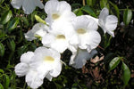 Pandorea jasminoides Lady Di