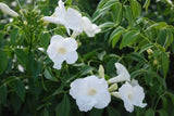 Pandorea jasminoides Lady Di