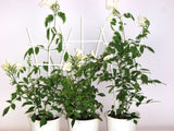 Pandorea jasminoides Lady Di