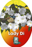 Pandorea jasminoides Lady Di