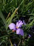 Patersonia occidentalis