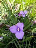 Patersonia occidentalis