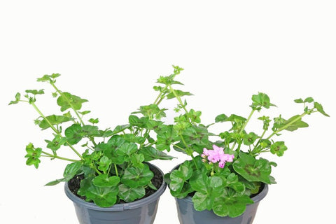 Pelargonium Basket Combination