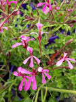 Pelargonium Fairy Pink