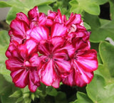 Pelargonium Great Balls of Fire Burgundy Blaze