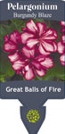 Pelargonium Great Balls of Fire Burgundy Blaze