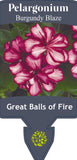 Pelargonium Great Balls of Fire Burgundy Blaze