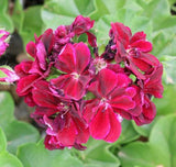 Pelargonium Great Balls of Fire Burgundy