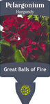 Pelargonium Great Balls of Fire Burgundy