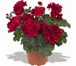 Pelargonium Great Balls of Fire Dark Red