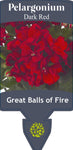 Pelargonium Great Balls of Fire Dark Red