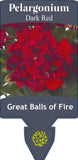 Pelargonium Great Balls of Fire Dark Red