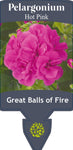 Pelargonium Great Balls of Fire Hot Pink