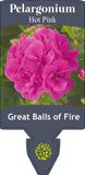 Pelargonium Great Balls of Fire Hot Pink