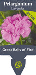 Pelargonium Great Balls of Fire Lavender