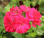 Pelargonium Great Balls of Fire Melon