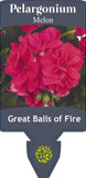 Pelargonium Great Balls of Fire Melon