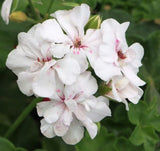 Pelargonium Great Balls of Fire White