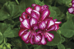 Pelargonium Imperial Arctic Burgundy