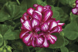 Pelargonium Imperial Arctic Burgundy