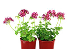 Pelargonium Imperial Arctic Burgundy