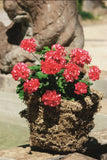 Pelargonium Imperial Arctic Red