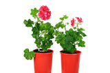 Pelargonium Imperial Arctic Red