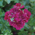 Pelargonium Imperial Burgundy