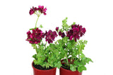 Pelargonium Imperial Burgundy