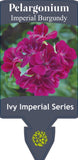 Pelargonium Imperial Burgundy