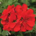 Pelargonium Imperial Red