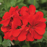 Pelargonium Imperial Red