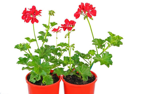 Pelargonium Imperial Red