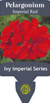 Pelargonium Imperial Red