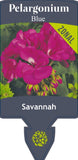 Pelargonium Savannah Blue