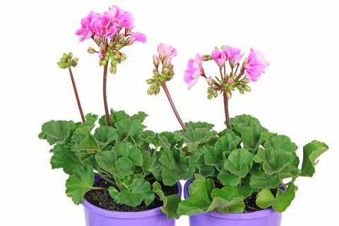 Pelargonium Savannah Lavender Splash