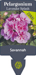 Pelargonium Savannah Lavender Splash